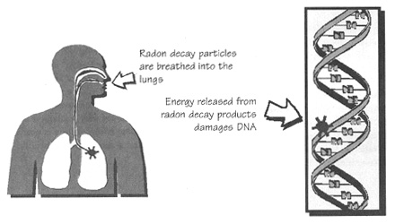 radon health risks